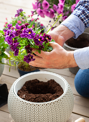 Flowers in a container