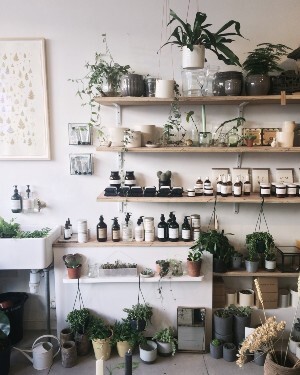 plants on shelf