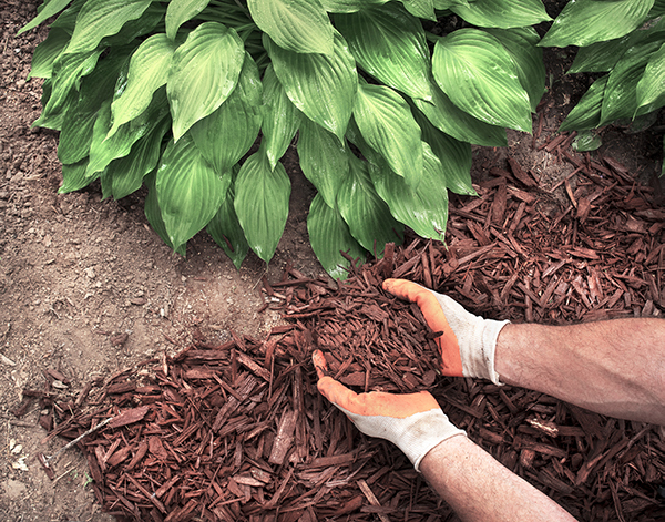 Mulch in the garden